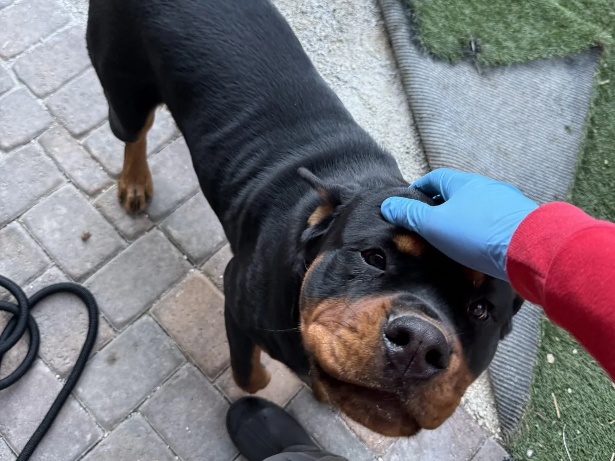 A gloved hand in the red company sleeve saying hello to a customer's rottweiler on the patio.