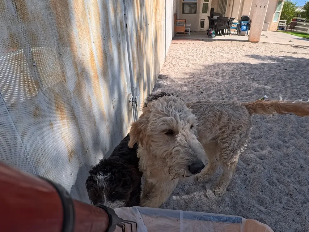 Two dogs walking up to say hello beside a side gate at the end of a visit.