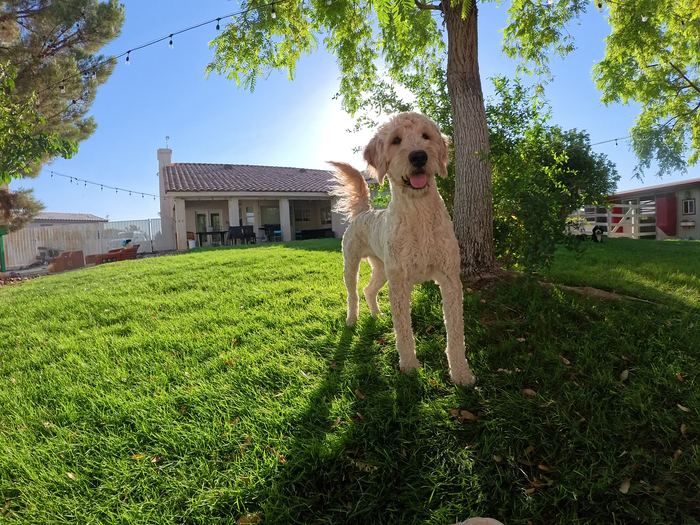 A cream coloured curly haired dog standing under a shade tree on a bright green backyard lawn
