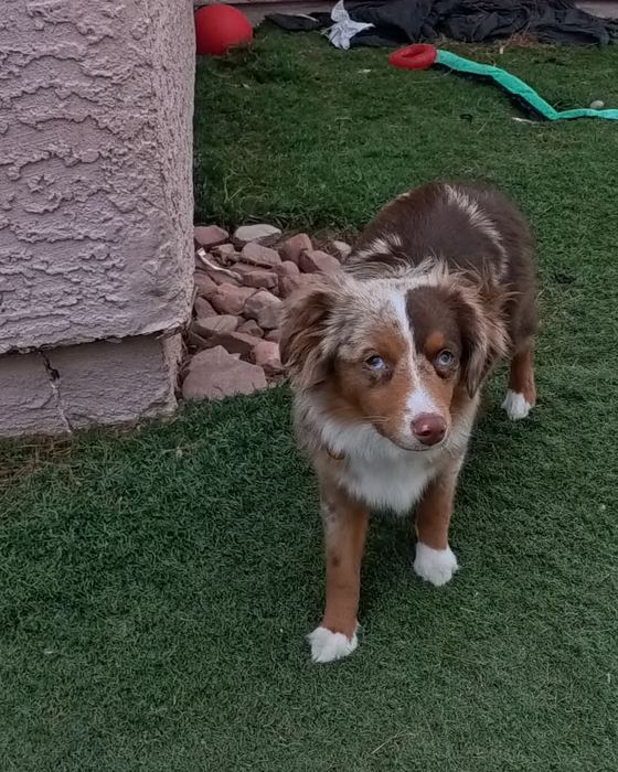 A blue eyed red merle puppy looking straight up at the camera on green turf