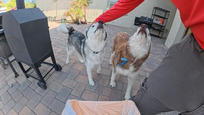 Two huskies on a paver patio, both looking straight up at a hand reaching down to say hello
