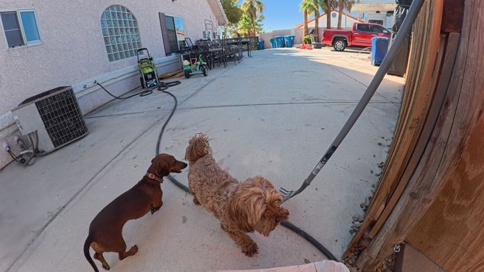 A dachshund and a curly coated doodle standing nose to nose on a swept concrete side yard