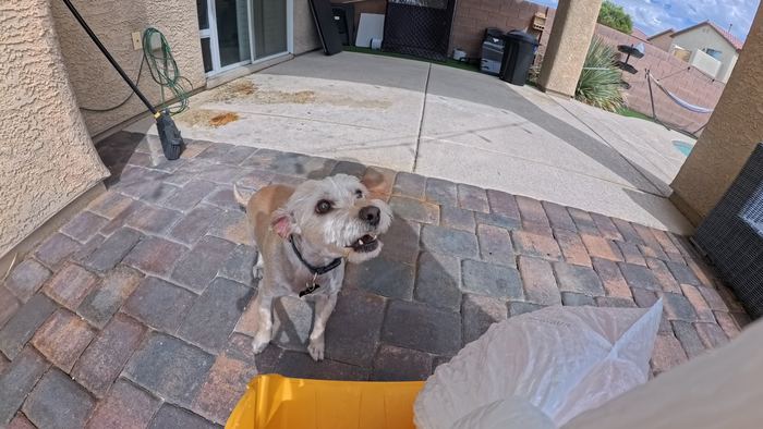 A small scruffy terrier looking up with his mouth open on a paver patio