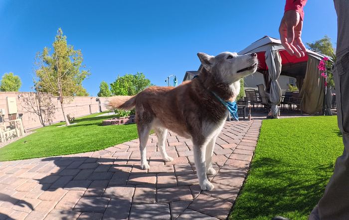 A red and white husky in a blue bandana looking up at a hand above him beside a strip of green turf