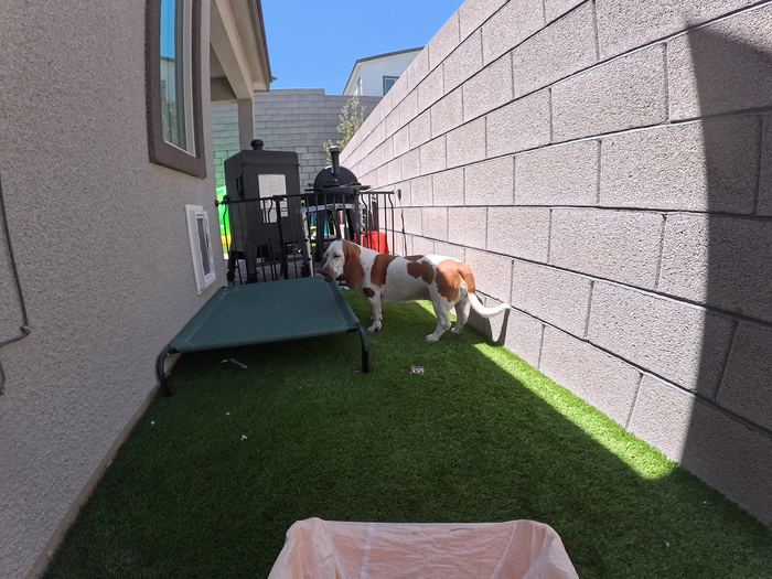 A red and white hound walking the shaded strip of turf along a block wall