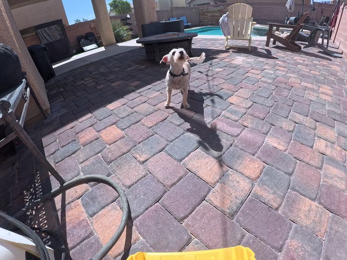 A small cream coloured dog up on his back legs mid bark on a paver patio