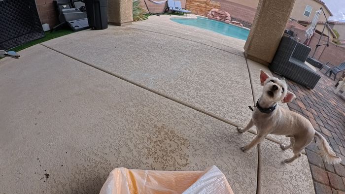 A small white dog barking up at the camera on a pool deck