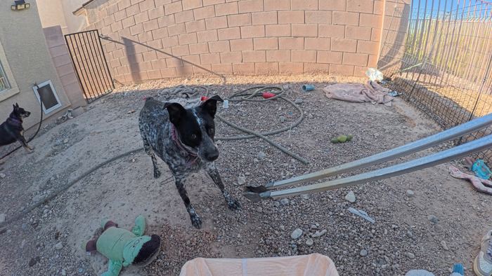 A black and white speckled dog looking straight at the camera in a gravel backyard while a second dog rests by the house