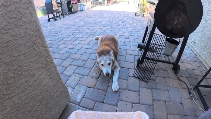 A red and white husky lying down on a paver patio, watching the work