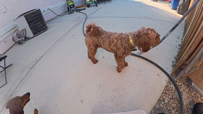 A red coated doodle crossing a concrete side yard while a dachshund watches from the corner of the frame