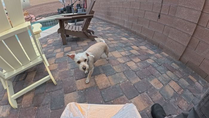 A tan wire haired terrier standing on a paver patio, looking up at the camera