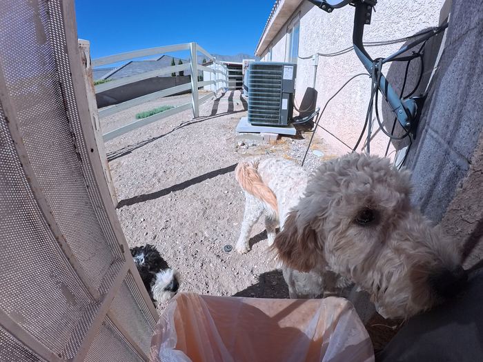 Two curly coated dogs crowding the camera in a gravel side yard with a third dog behind them
