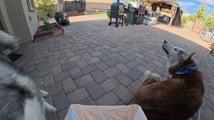 Two huskies on a wide paver patio, one of them tipped back and howling