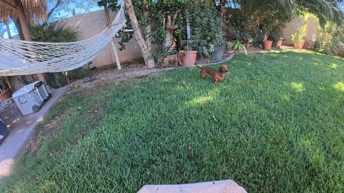 A dachshund standing in the sun on a big green backyard lawn