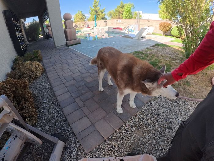 A red and white husky getting a scratch behind the ear on a paver walkway beside a pool