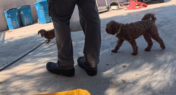 A dachshund and a doodle walking either side of a pair of work boots on a driveway