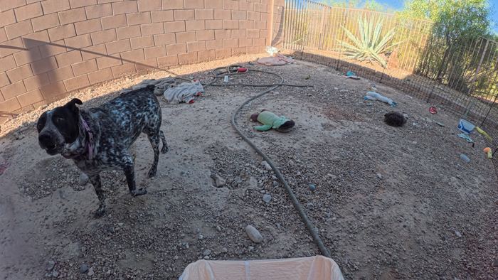 A black and white speckled dog turning to look at the camera in a gravel backyard