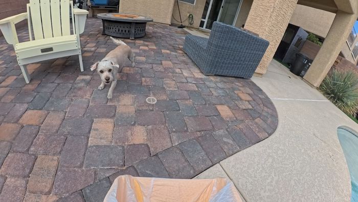 A small scruffy dog trotting across a paver patio toward the camera