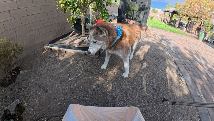 A red and white husky in a blue bandana standing in a freshly cleared planter bed