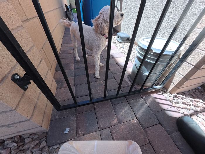 A cream coloured doodle waiting behind an iron side gate with another dog just behind him