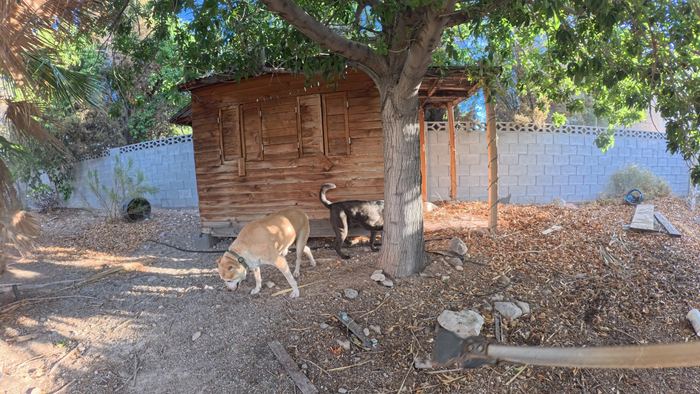 A tan dog and a speckled dog nosing around the shade of a wooden shed in a desert yard