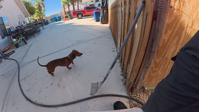 A dachshund standing on a swept concrete side yard, looking off toward the front of the house
