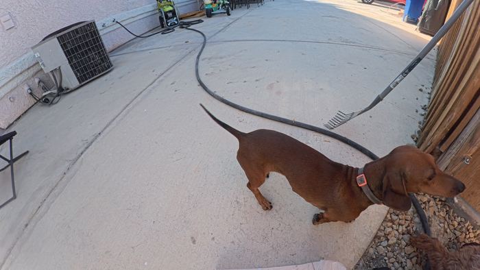 A dachshund with his tail straight up, walking the length of a clean concrete side yard