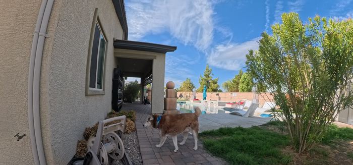 A red and white husky walking the paver path along the house toward the pool