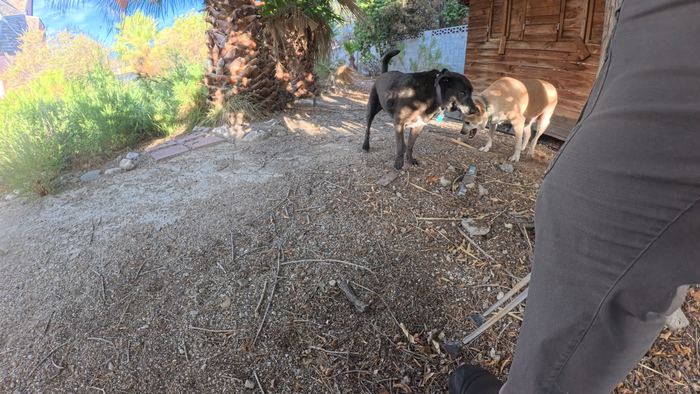 A black dog and a tan dog greeting each other at the edge of a shaded desert yard