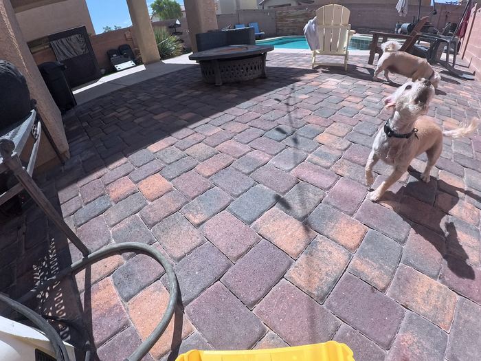 Two small light coated dogs crossing a paver patio, one of them looking up at the camera