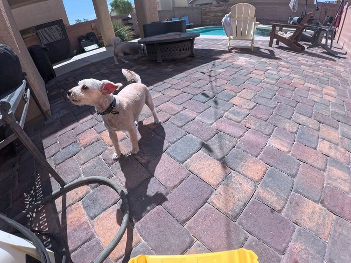A small cream coloured terrier standing on a paver patio with his ears up, watching something across the yard