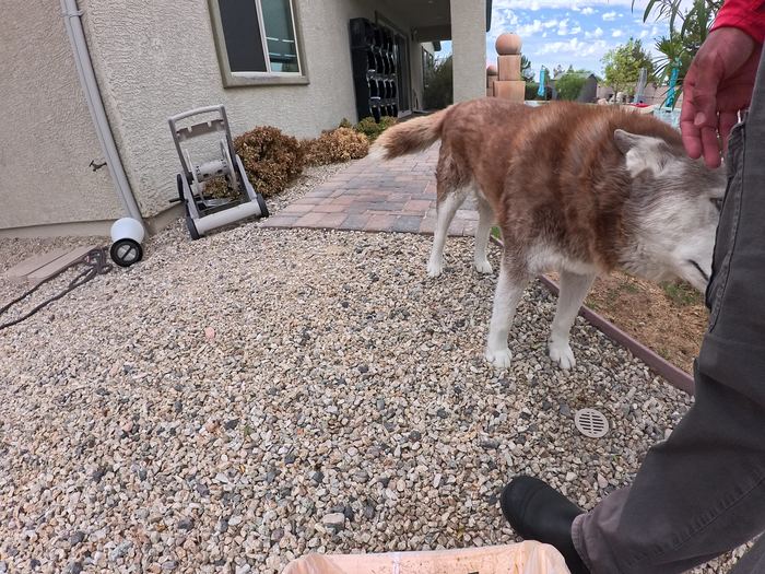 A red and white husky standing in a gravel bed getting a scratch on the head while I work the path behind him
