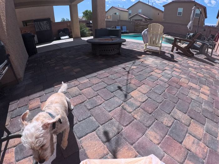 A scruffy cream coloured dog nosing along a paver patio beside a fire pit