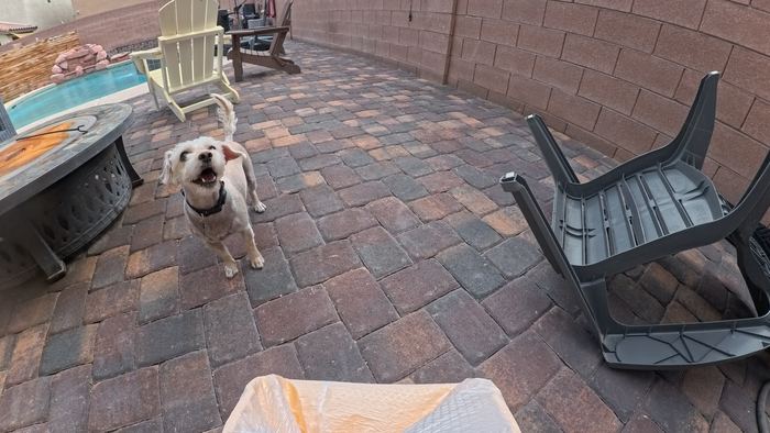 A scruffy white dog standing by a fire pit on a paver patio, looking up mid bark