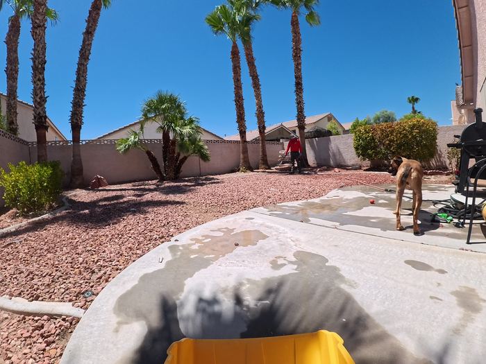 A tan dog standing at the edge of a freshly rinsed patio while I work the far side of the yard