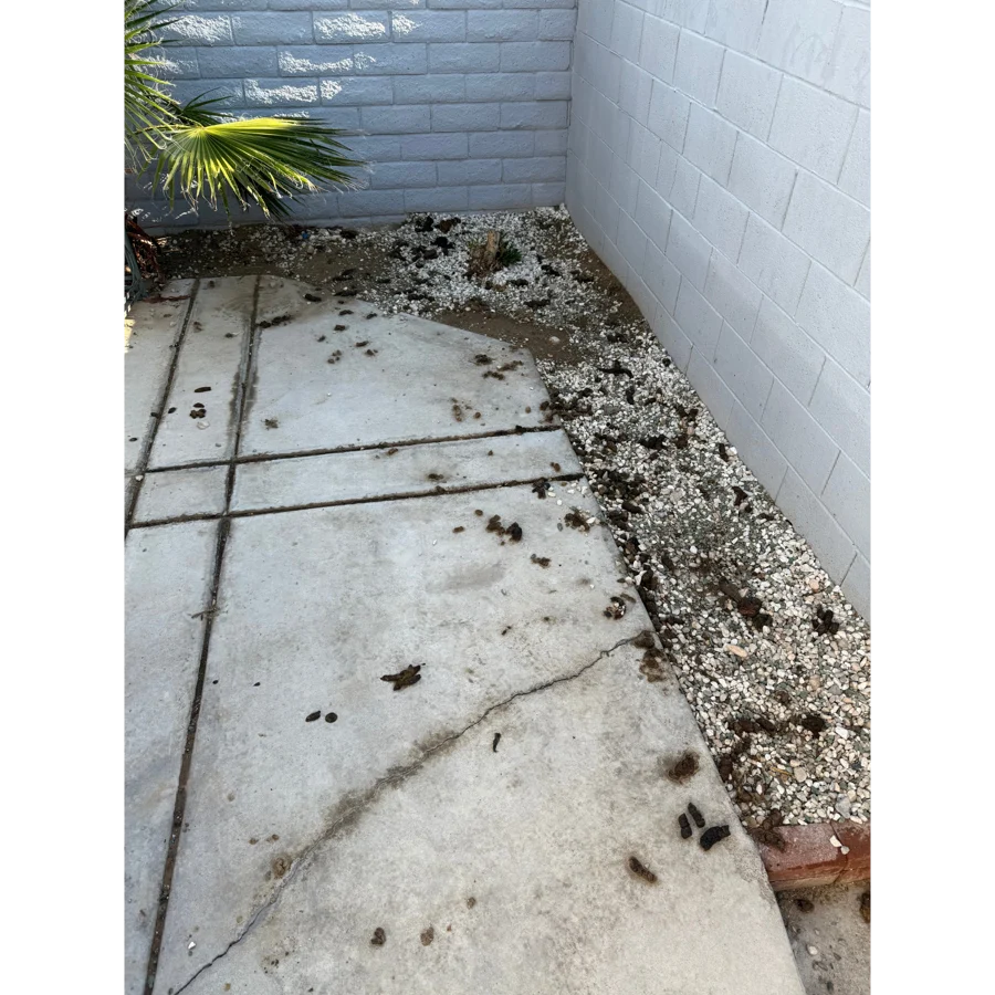 Before. Pair yard, Las Vegas