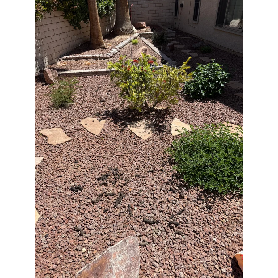 Before. Brian yard, Las Vegas