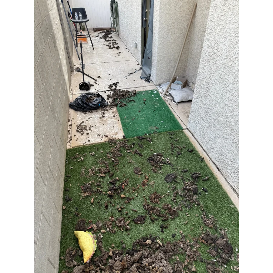 Before pet waste cleanup. Brianna Harris yard, Las Vegas