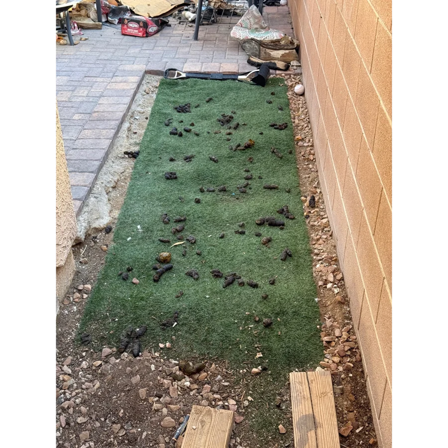 Before. Connor yard, Las Vegas