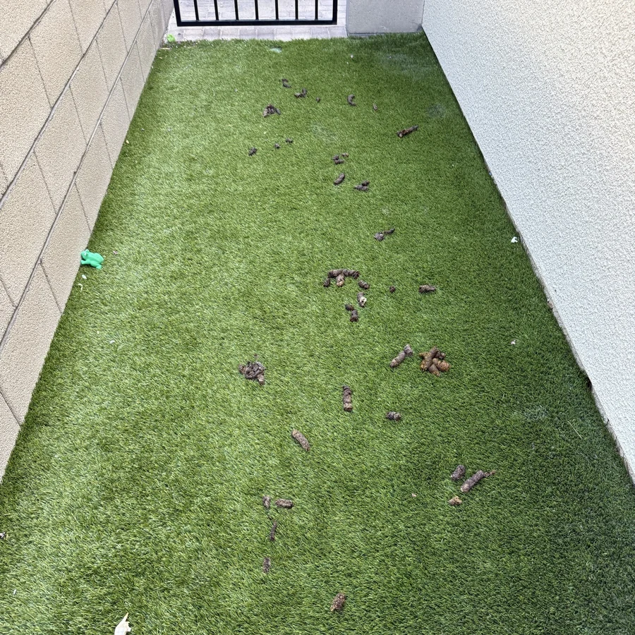 A narrow artificial turf side yard in Las Vegas before service, with dog waste scattered across the grass