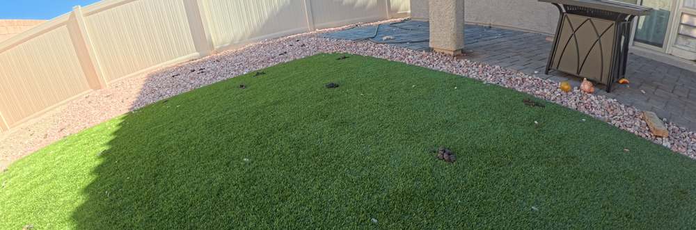 Clean Las Vegas yard after a Poop Scoop Dude visit