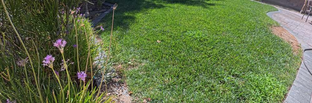 Clean Las Vegas yard after a Poop Scoop Dude visit