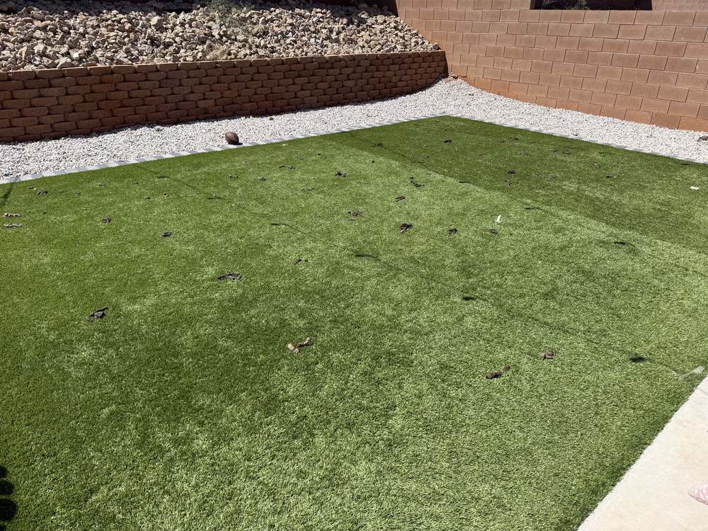Clean Las Vegas yard after a Poop Scoop Dude visit