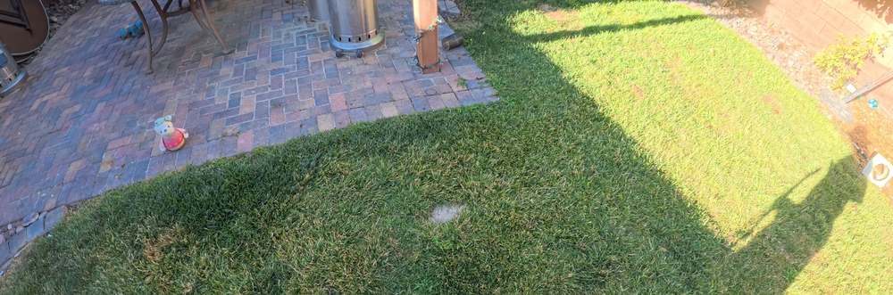 Clean Las Vegas yard after a Poop Scoop Dude visit