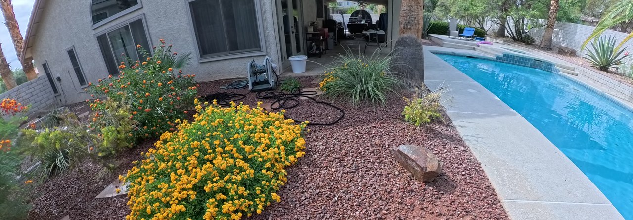Clean Las Vegas yard after a Poop Scoop Dude visit