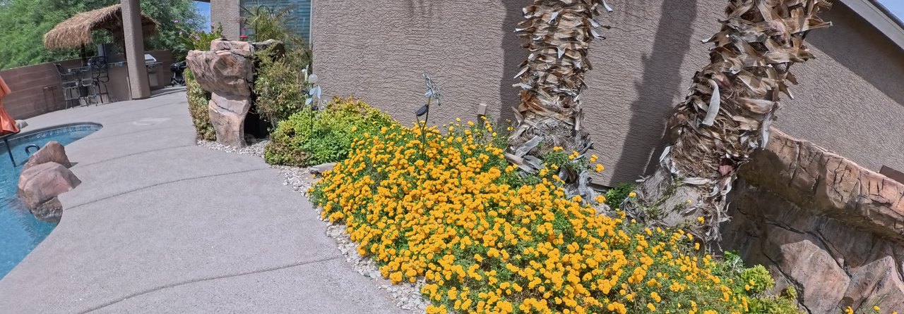 Clean Las Vegas yard after a Poop Scoop Dude visit