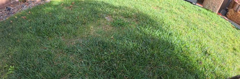 Clean Las Vegas yard after a Poop Scoop Dude visit