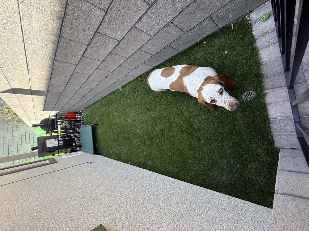 Clean Las Vegas yard after a Poop Scoop Dude visit
