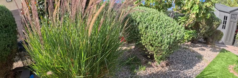 Clean Las Vegas yard after a Poop Scoop Dude visit