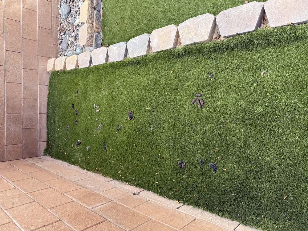 Clean Las Vegas yard after a Poop Scoop Dude visit